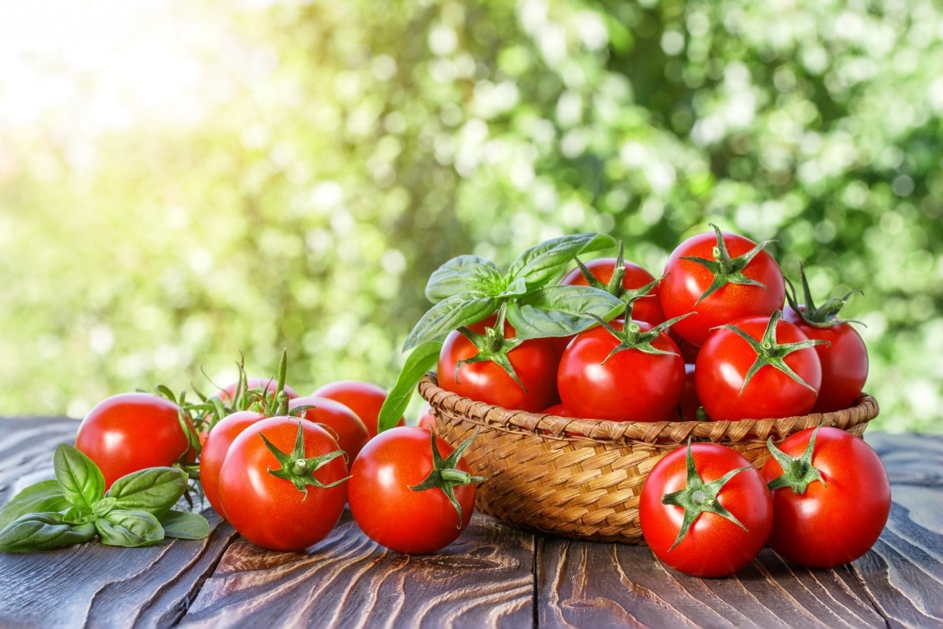 Ölkənin pomidor ixracından gəliri 11 milyon dollar azalıb