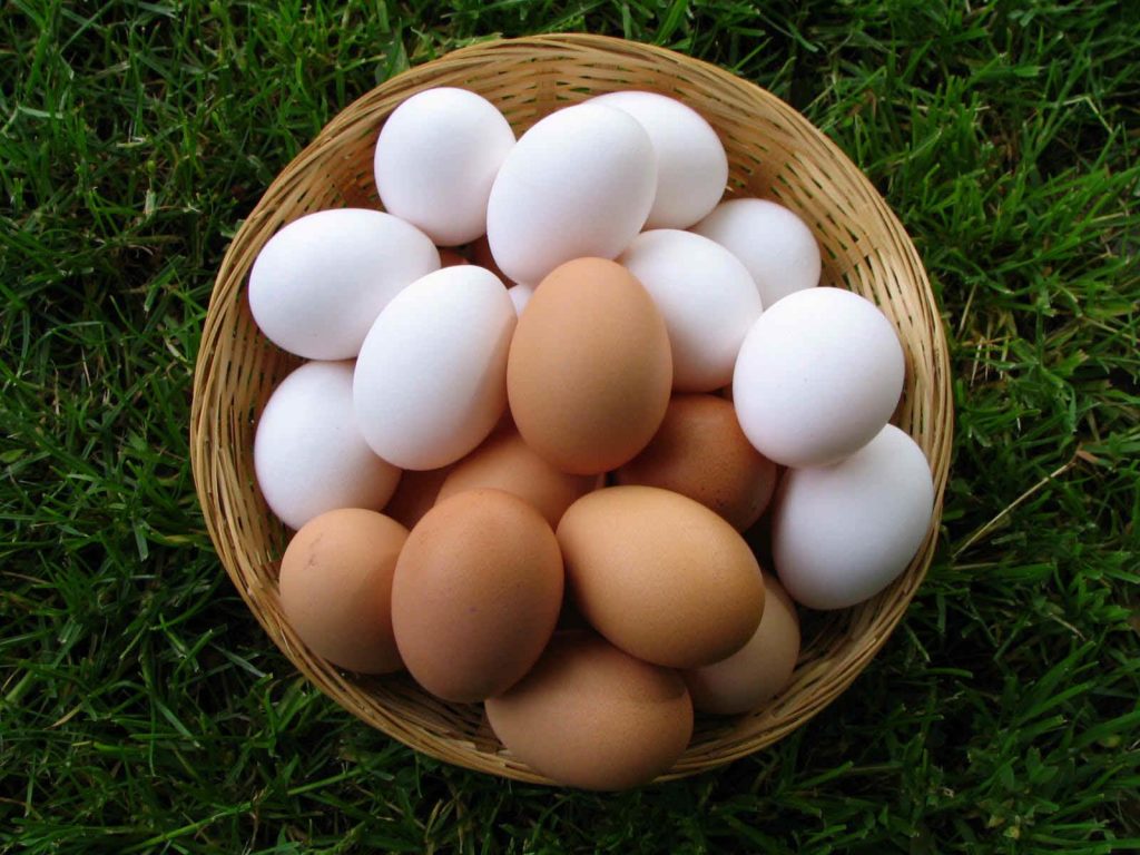 Ölkədə yumurta istehsalı 10 % artıb