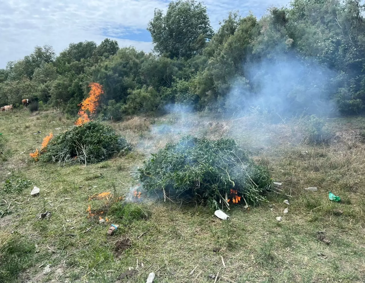 Neftçalada yabanı halda bitmiş 12 ton çətənə kolu məhv edilib