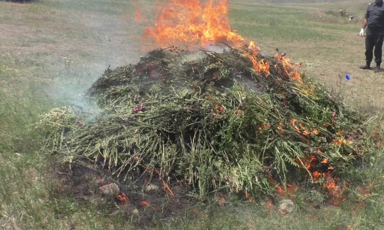 Yardımlıda 1,5 tondan artıq xaş-xaş kolu məhv edilib