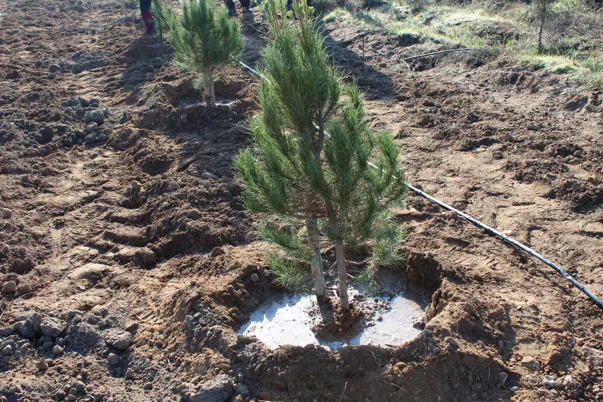 Meşə fondu torpaqlarında 14 mindən artıq ağac əkilib