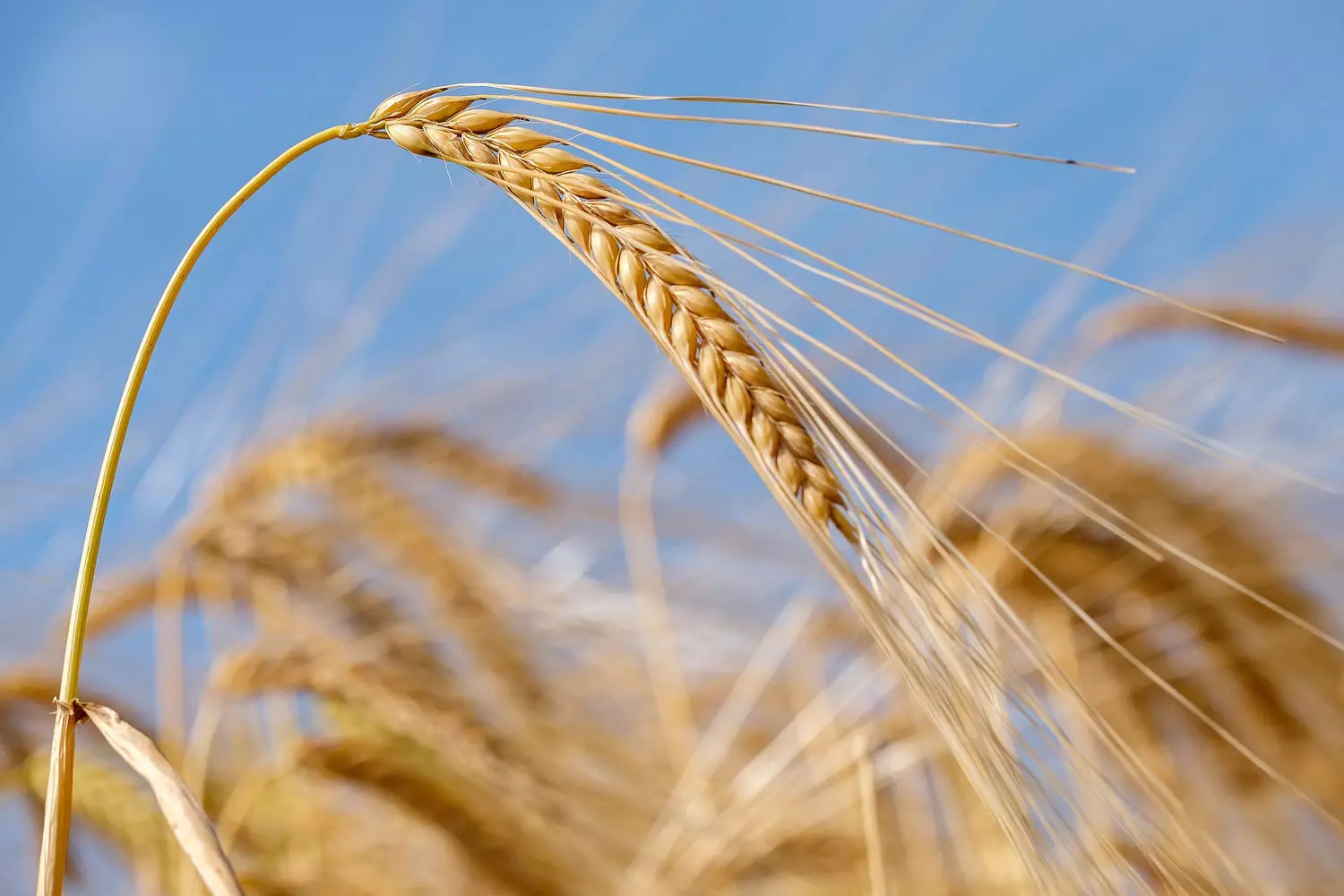 Buğdanın tədarük qiyməti 22% azaldılıb