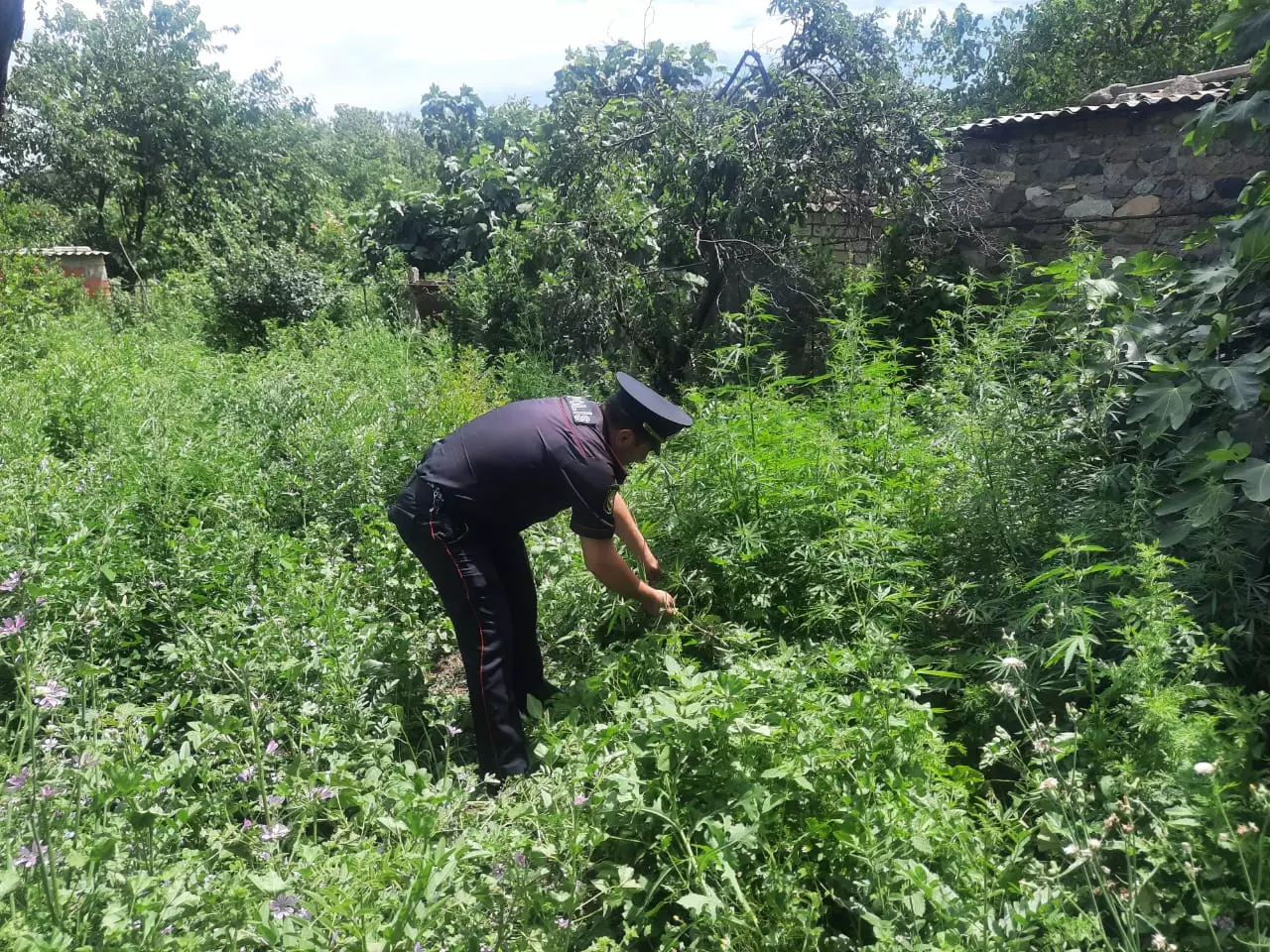 Tovuzda 11 tona yaxın çətənə kolları məhv edilib