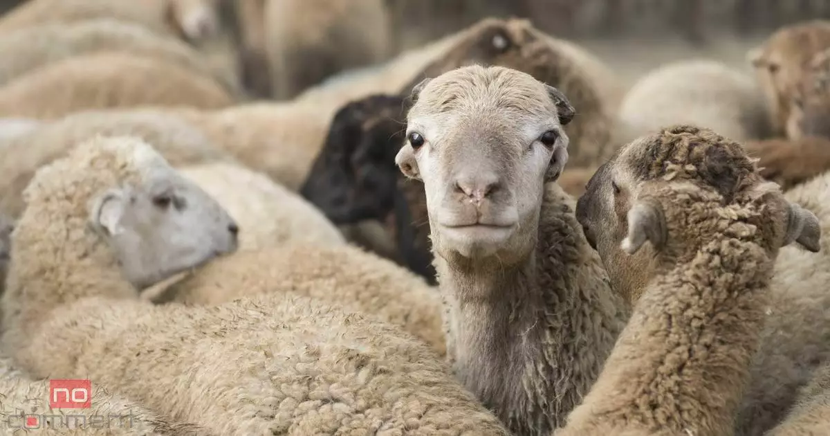 Qurban kəsənlər hansı qaydalara əməl etməlidir? - AÇIQLAMA