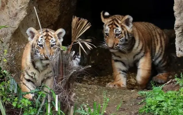 Bakı Zooparkında pələng balaları doğuldu - Adlarını siz qoyun