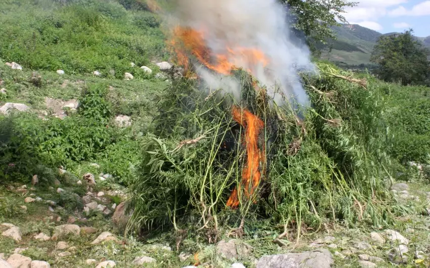 Məhkəmə qərarları ilə müsadirə olunan narkotik vasitələr məhv edilib