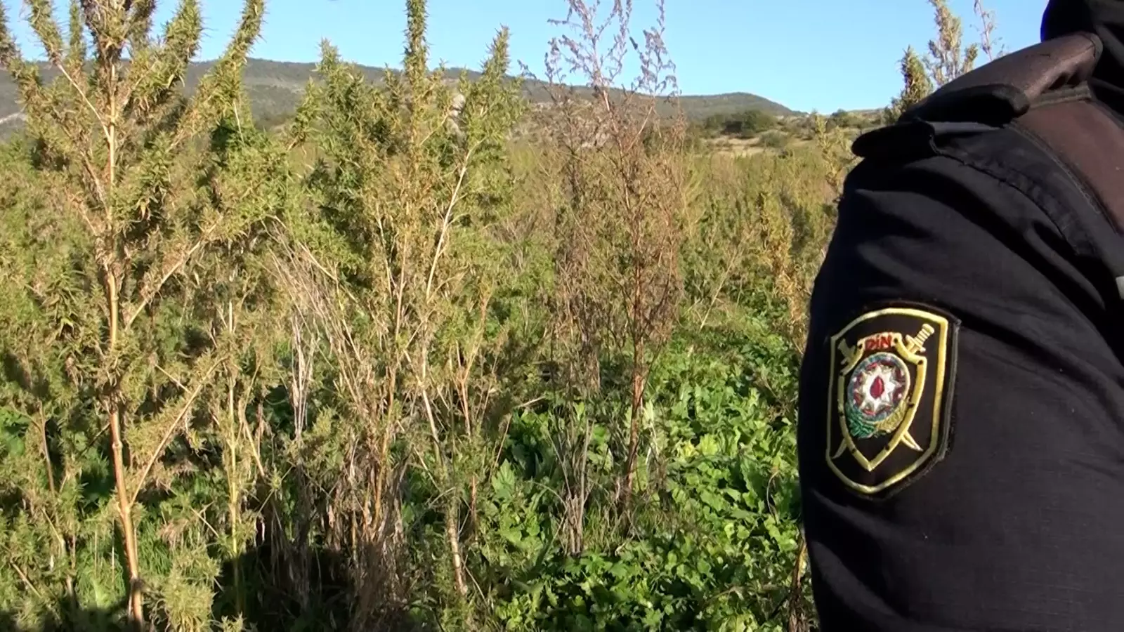 Şuşanın Quşçular kəndində 5 hektar sahədə narkotik plantasiyası aşkar edilib