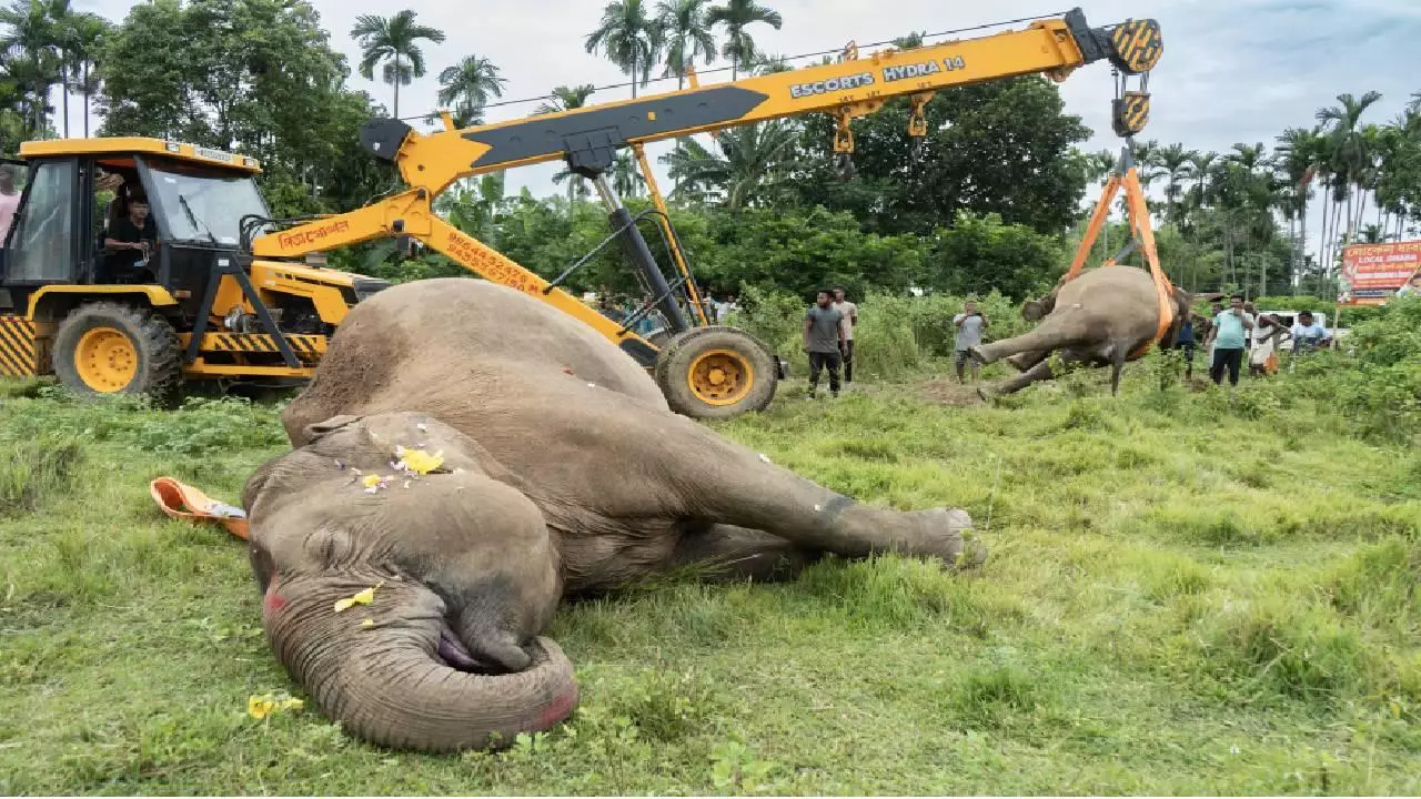 Hindistanda 3 fili elektrik cərəyanı vuraraq öldürüb