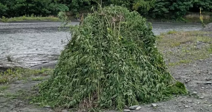 Balakəndə 5 tondan artıq narkotik tərkibli bitki məhv edilib