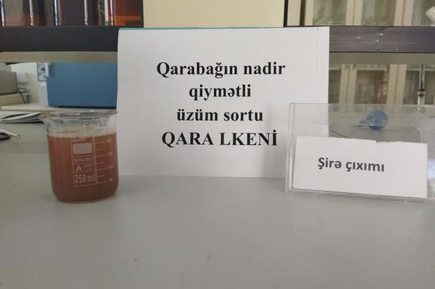 Nadir üzüm sortları yenidən çoxaldılır - FOTO