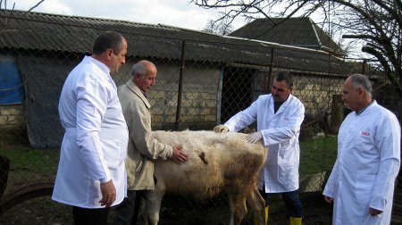 Astara rayonunda epizootiya əleyhinə profilaktik tədbirlər aparılır