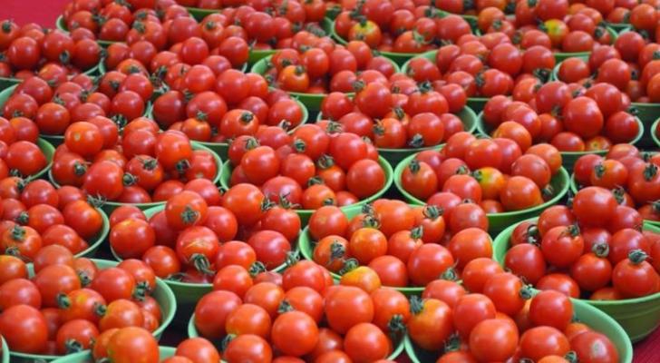 Rusiya Türkiyədən pomidor idxalı üçün kvotanı 300 min tona çatdırıb