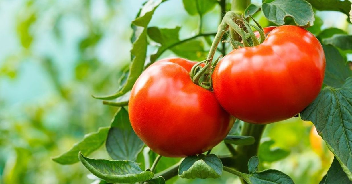 Daha 18 təsərrüfatdan Rusiyaya pomidor ixracına icazə verildi