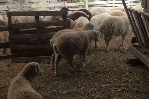 Masallıda fermadan qoyun oğurlayan həmkəndlilər saxlanıldı