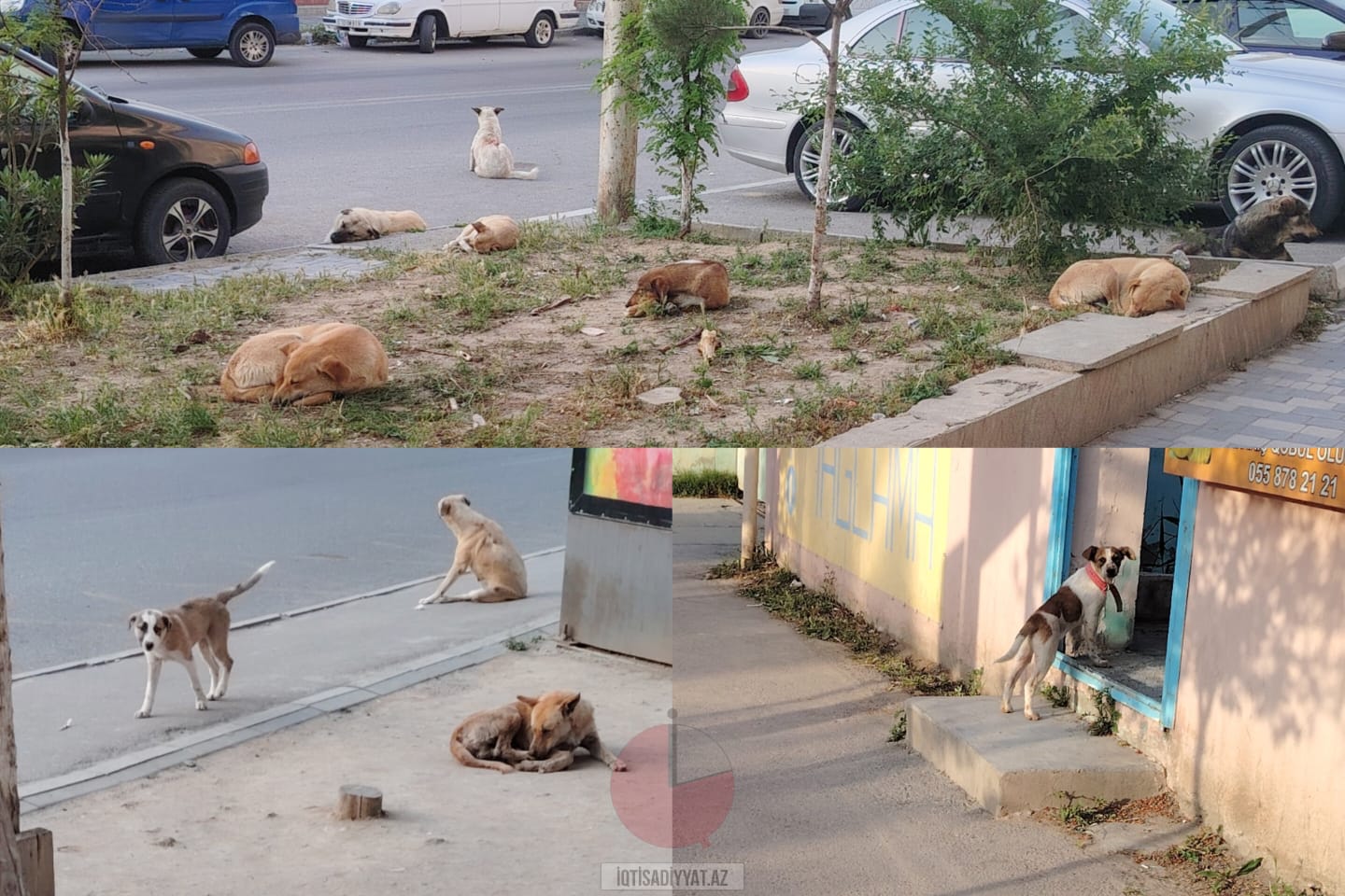 Xırdalanda küçə itləri problemi: böyüklər işə, uşaqlar məktəbə qorxaraq gedir - FOTO - RƏSMİ AÇIQLAMA