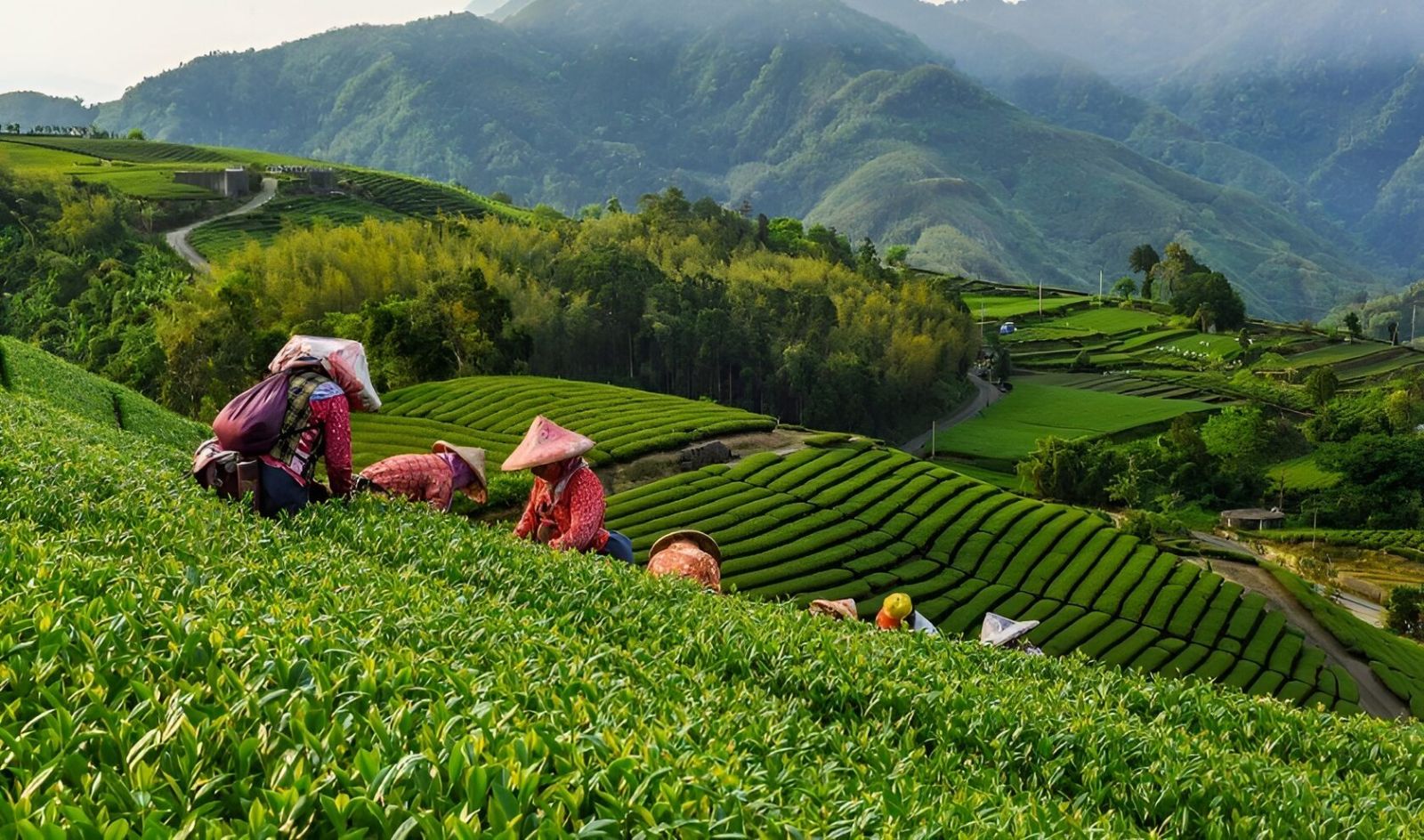 Çin ilin birinci yarısında çay ixracını 2,2% artırıb