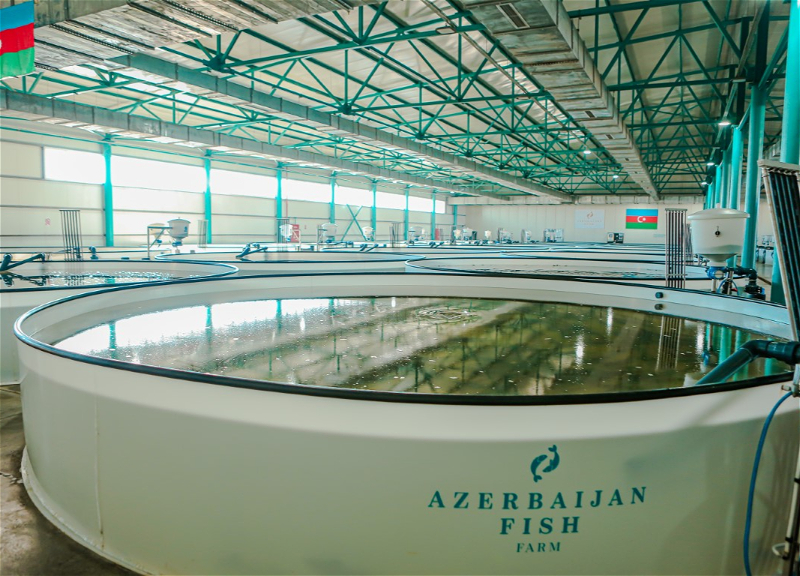 “Azerbaijan Fish Farm” yenidən gömrük qaydalarını pozdu, məhkəmə cərimələdi 