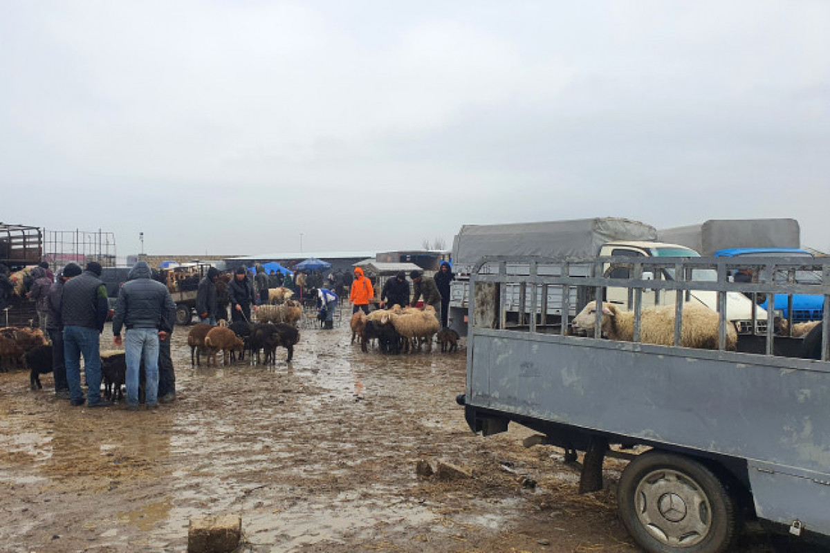 24 heyvan satışı bazarında ciddi nöqsanlar aşkarlandı