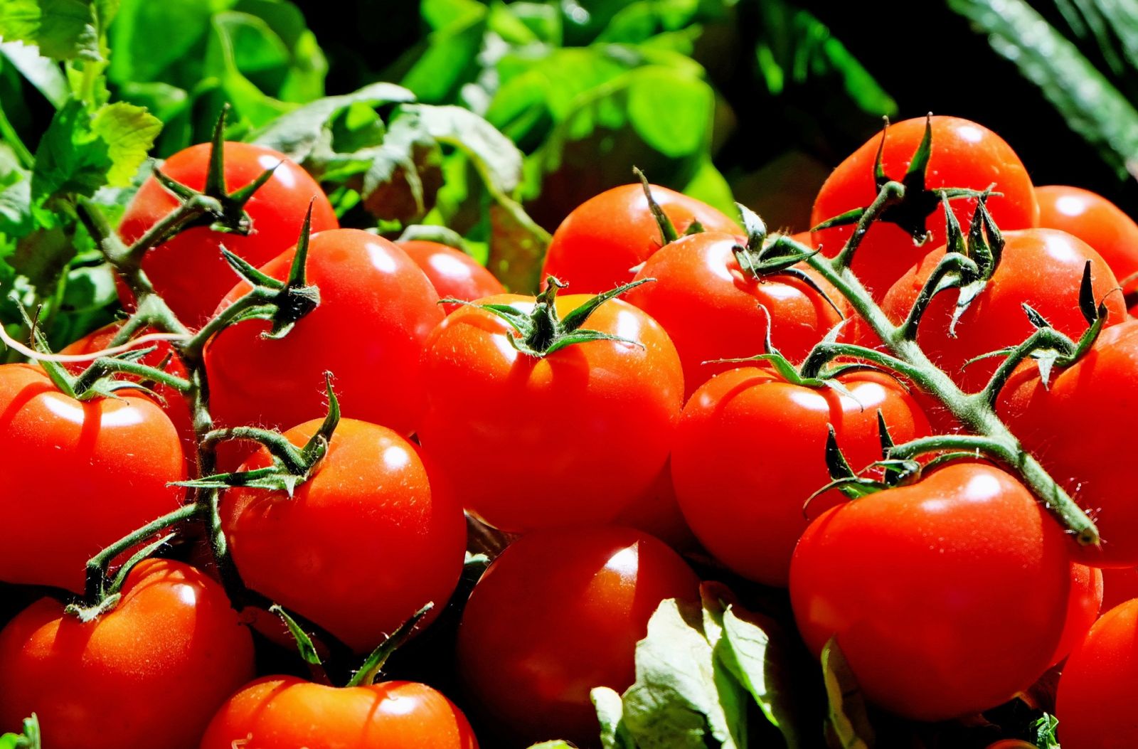 Azərbaycanın pomidor ixracından gəliri 16 milyon dollar artıb