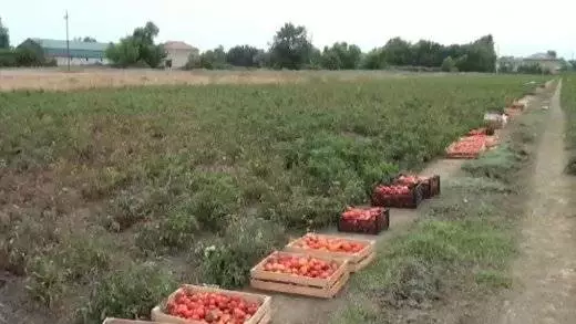 Pomidorun kiloqramını 10 qəpiyə alan yoxdur – VİDEO
