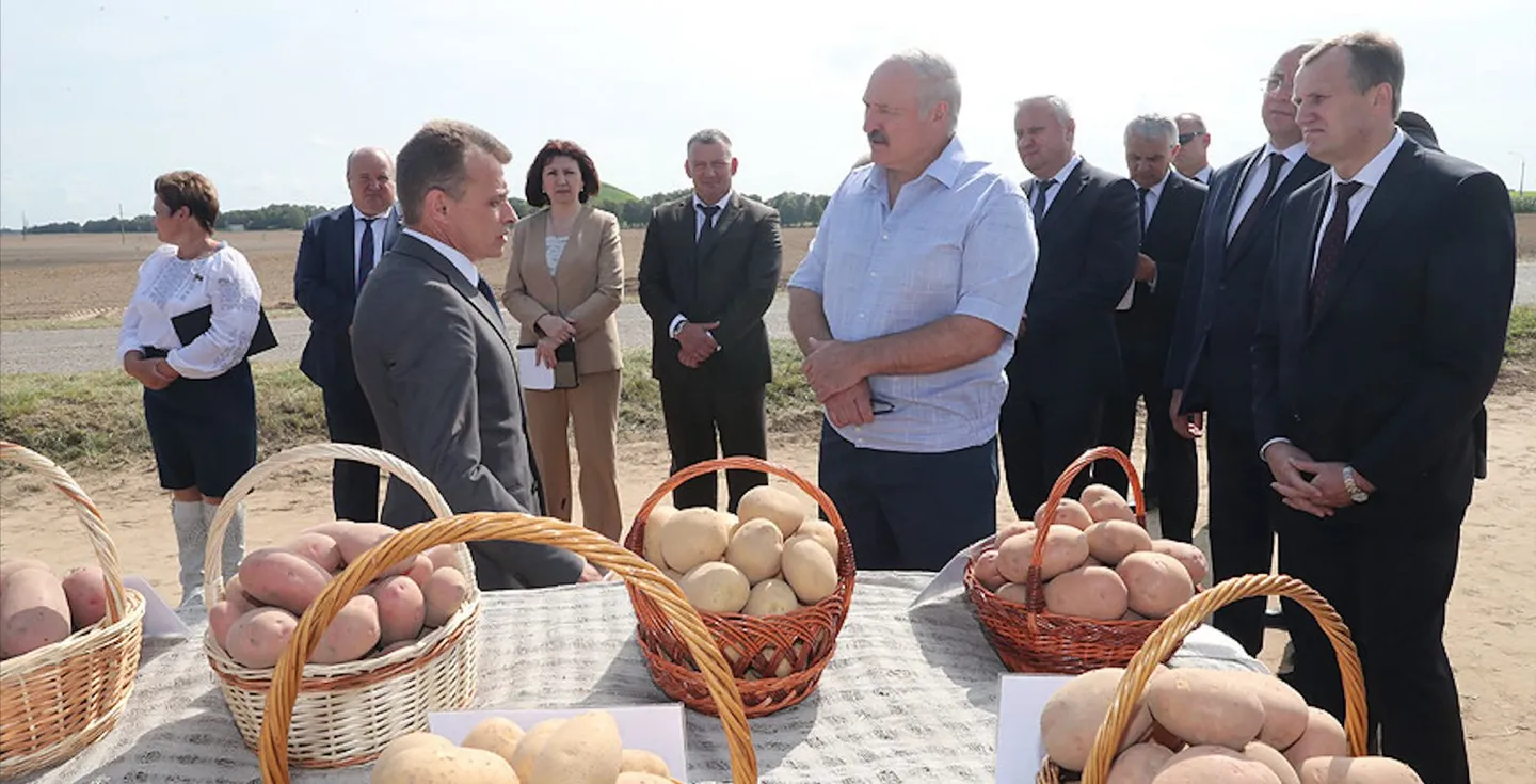 Lukaşenko Putin və Si Cinpin üçün kartof yığdı - VİDEO