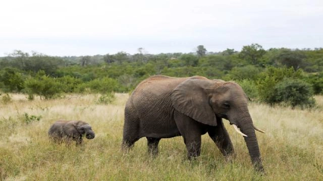 Cənubi Afrika bölgəsində artan fil populyasiyası yerli ekosistemə maneə törədir