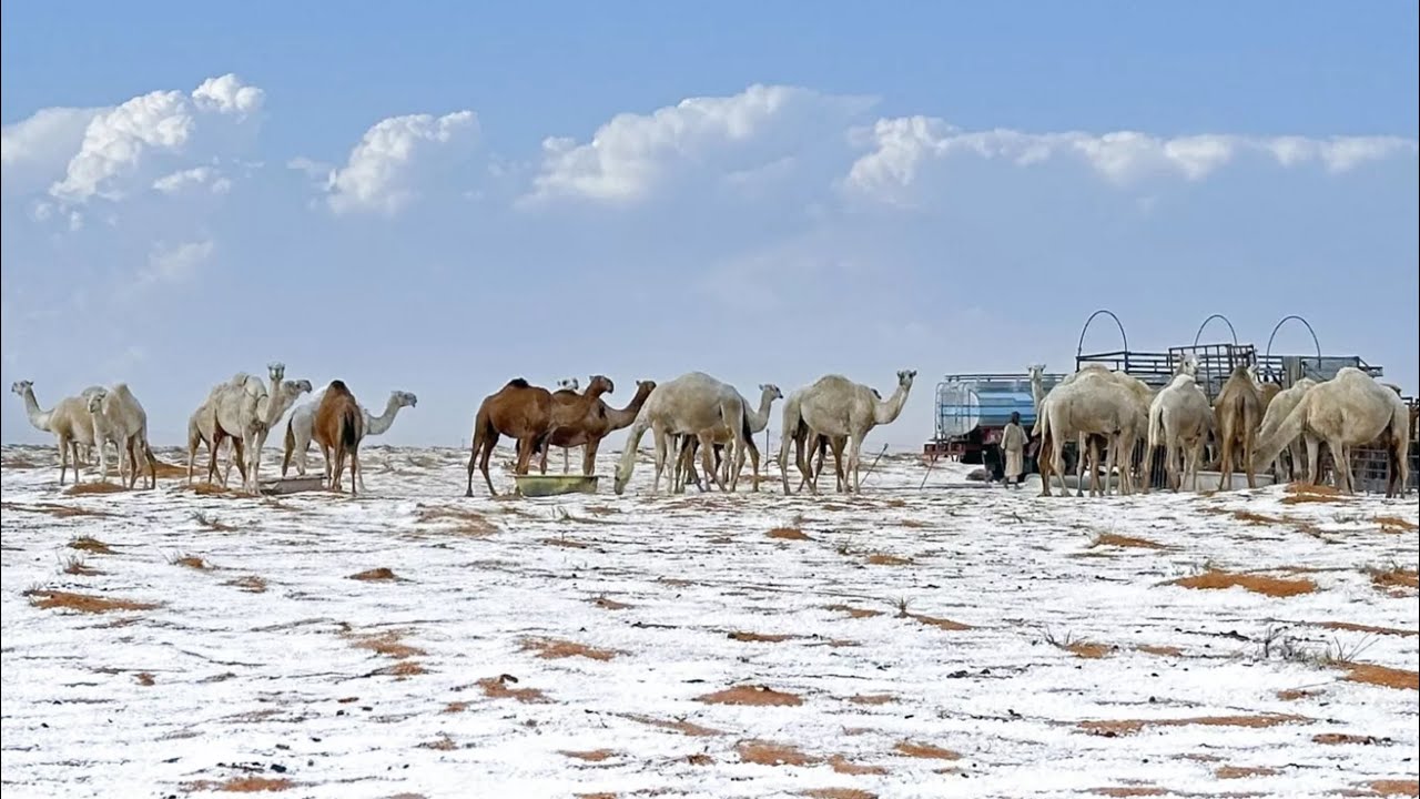 Səudiyyə Ərəbistanında səhraya qar yağıb
