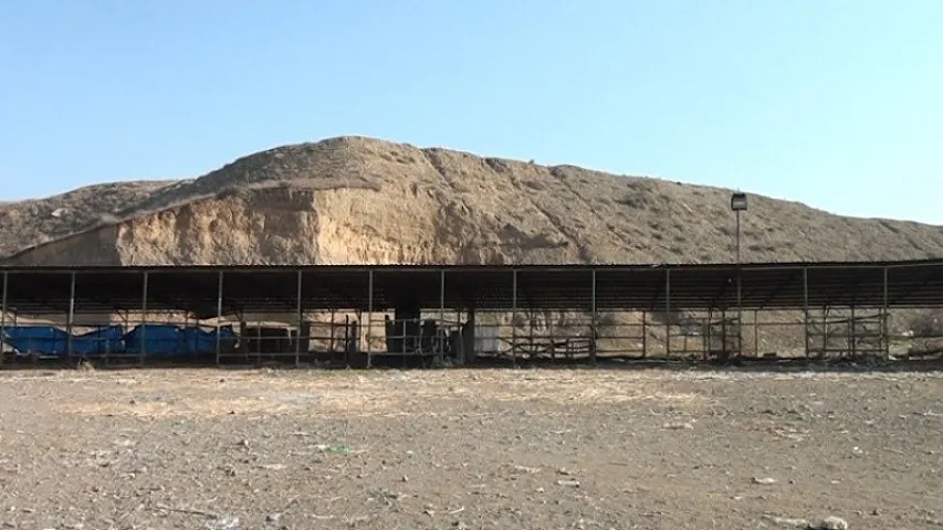 Tovuzda heyvan bazarı nə vaxt açılacaq? - VİDEO