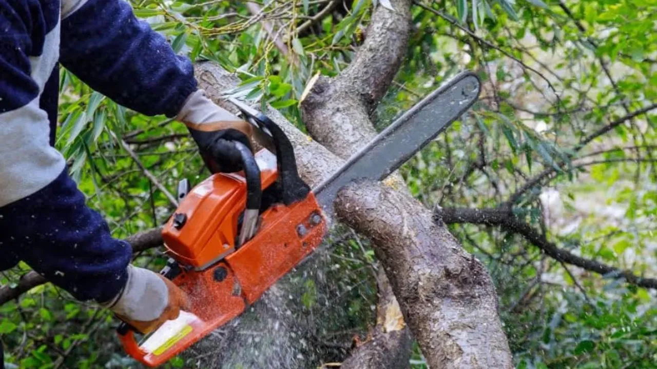 Xətai rayonunda ağaclar kəsilib, materiallar Baş Prokurorluğa göndəriləcək
