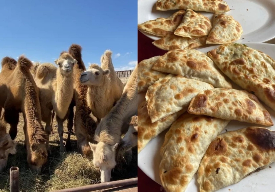"Dəvə qutabı" adı ilə müştərilər aldadılır: Paytaxt restoranları ilə bağlı İDDİA