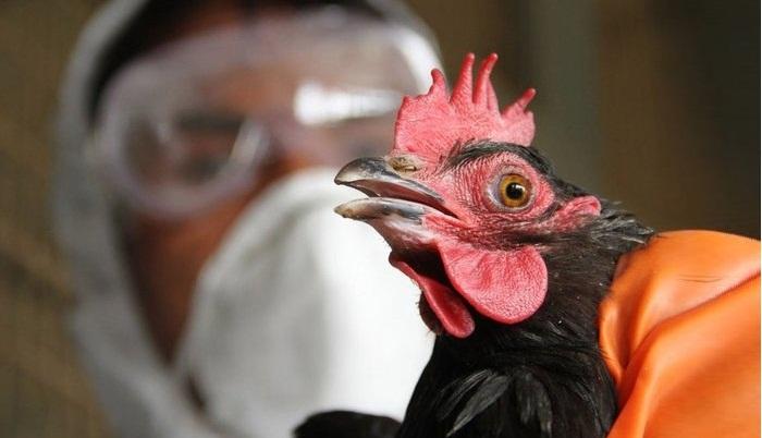 Ölkədə quş qripi və Nyukasl xəstəliyinə yoluxma halı aşkarlanmayıb