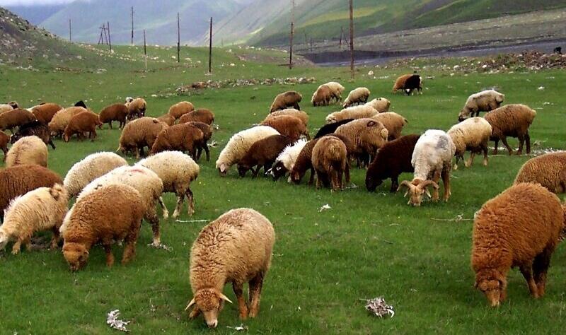 Azərbaycanda sığortalanan kənd təsərrüfatı heyvanlarının sayı 2 dəfə artıb