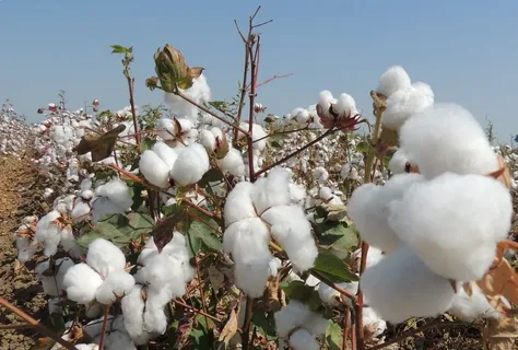 Azərbaycanda pambıq mahlıcı istehsalı 13 %-dən çox artıb