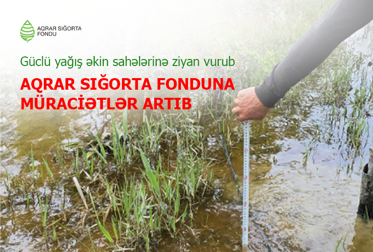 Güclü yağış əkin sahələrinə ziyan vurub - Aqrar Sığorta Fonduna müraciətlər artıb