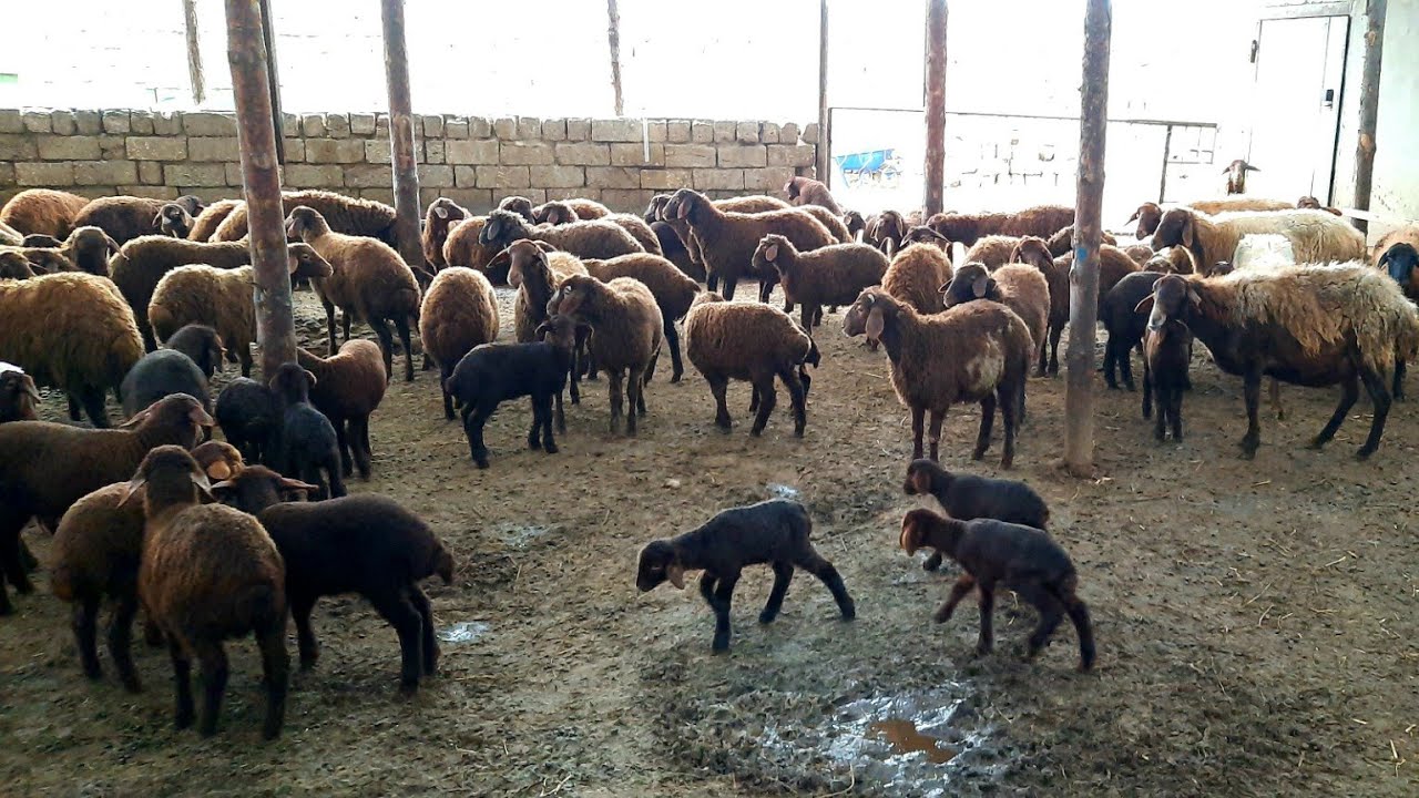 Ölkənin diri heyvan idxalına çəkdiyi xərc kəskin azaldı