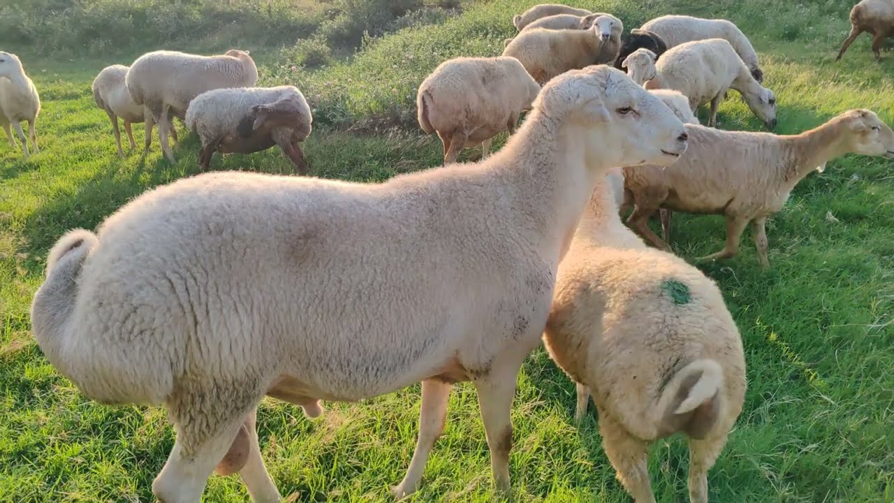 Azərbaycan diri heyvan ixracından gəlirini 23 dəfə artırıb
