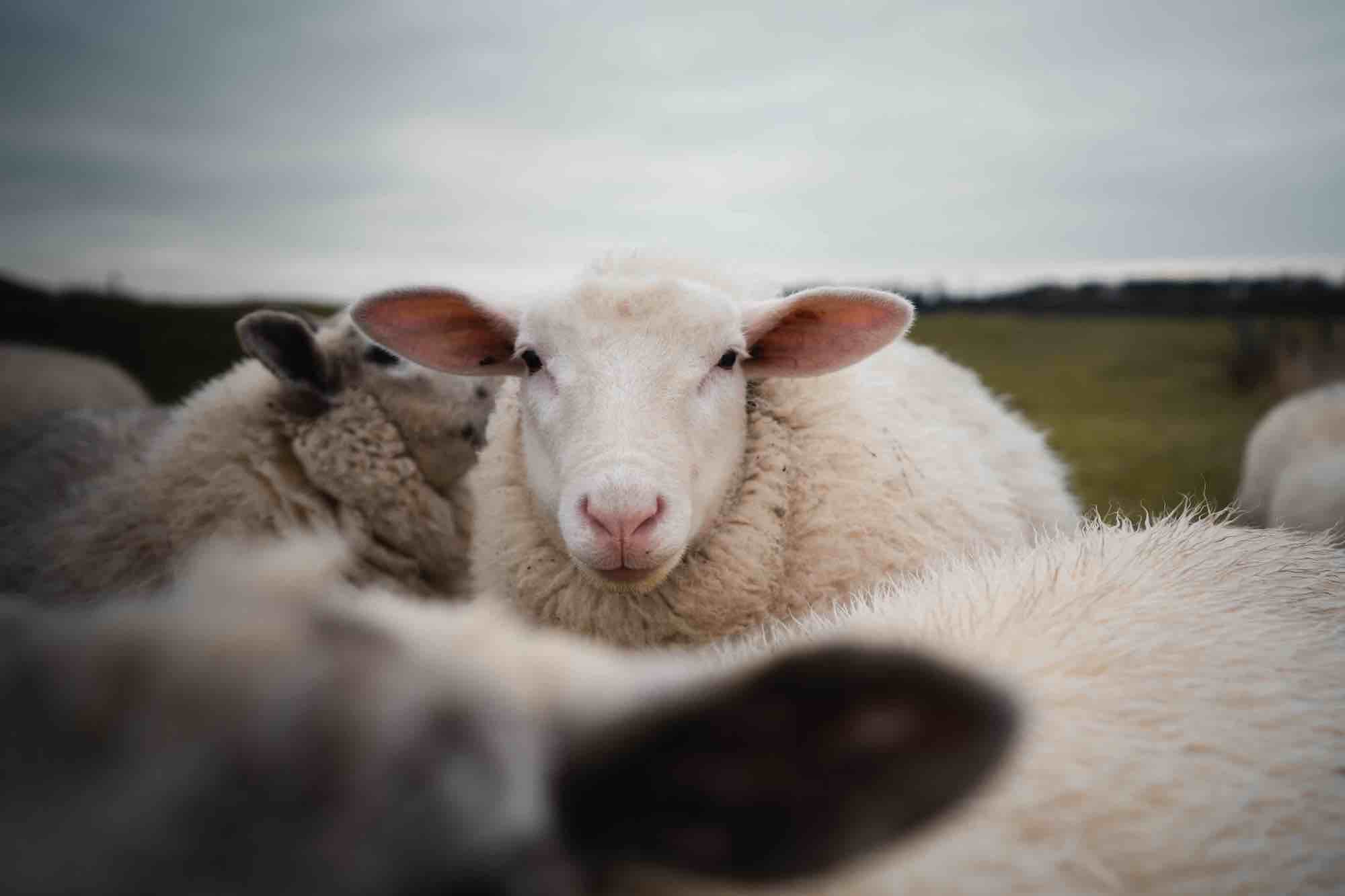 Qurbanlıq heyvanların kəsimi ilə bağlı qaydalar açıqlandı