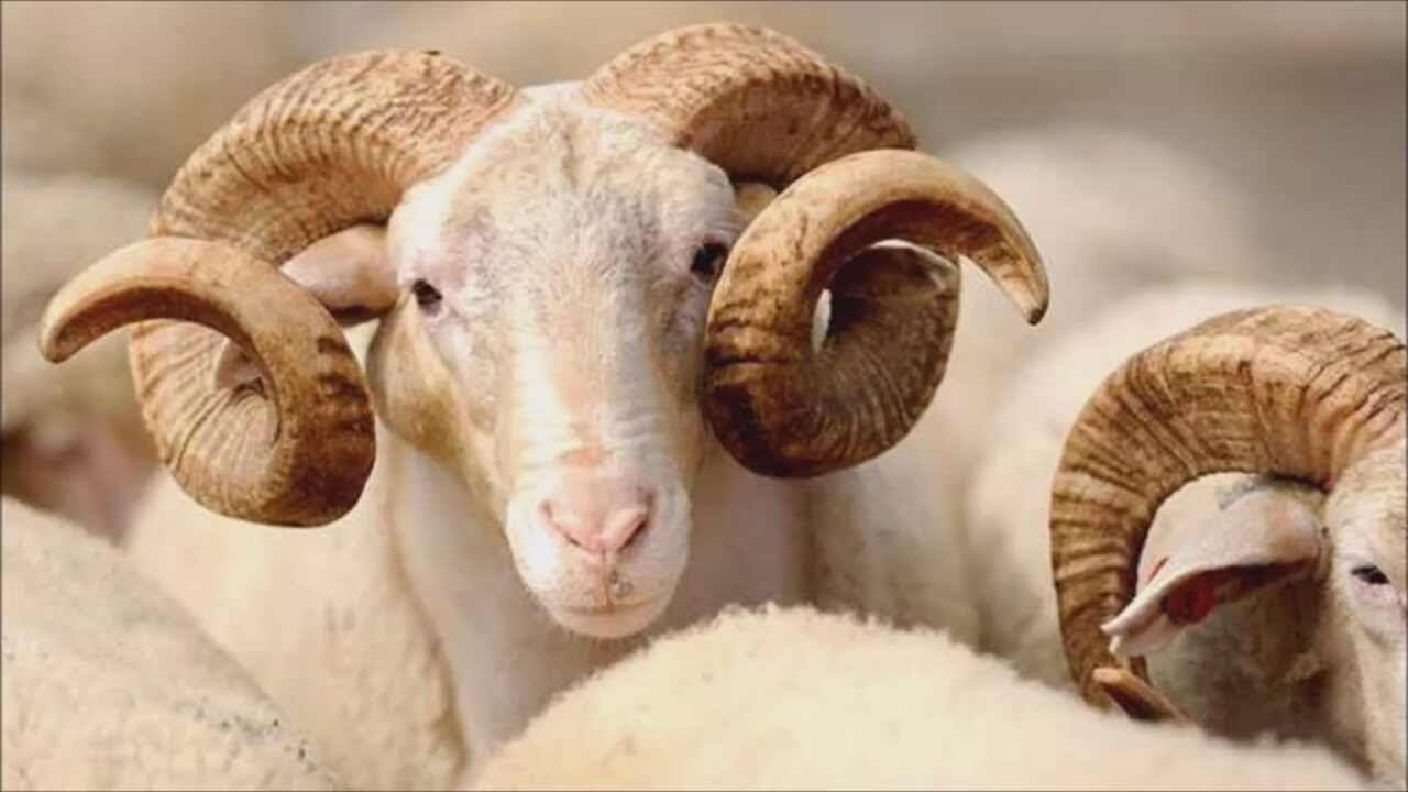 QMİ Qurban bayramı ilə bağlı fətva verib