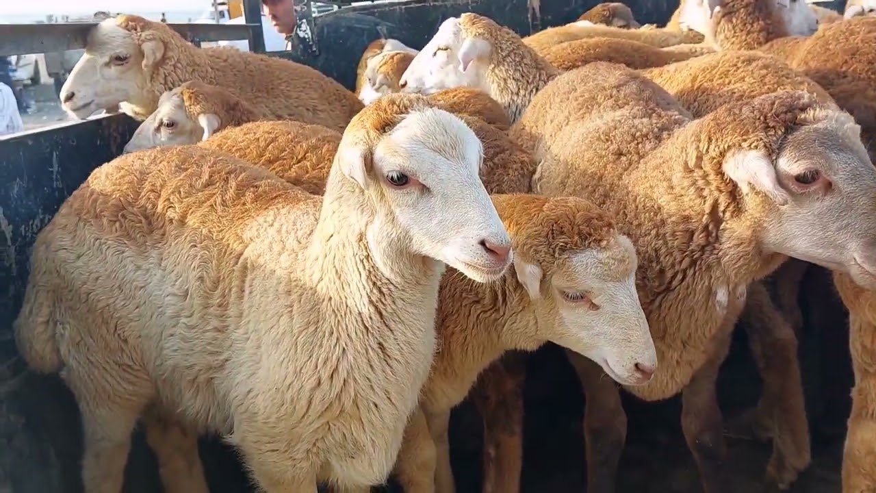 Azərbaycan diri heyvan ixracından gəlirini kəskin artırıb