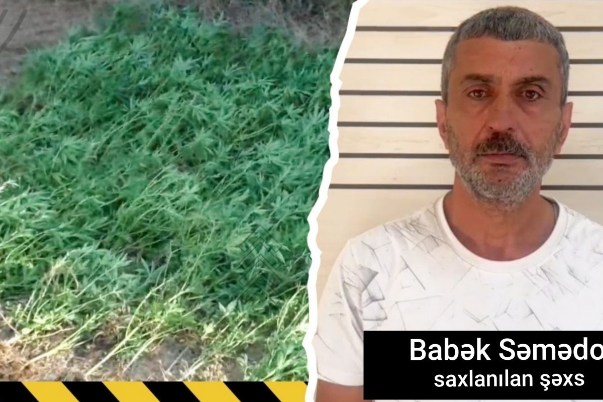 Masallıda çay kənarında çətənə kolları yetişdirməkdə şübhəli bilinən şəxs həbs edilib