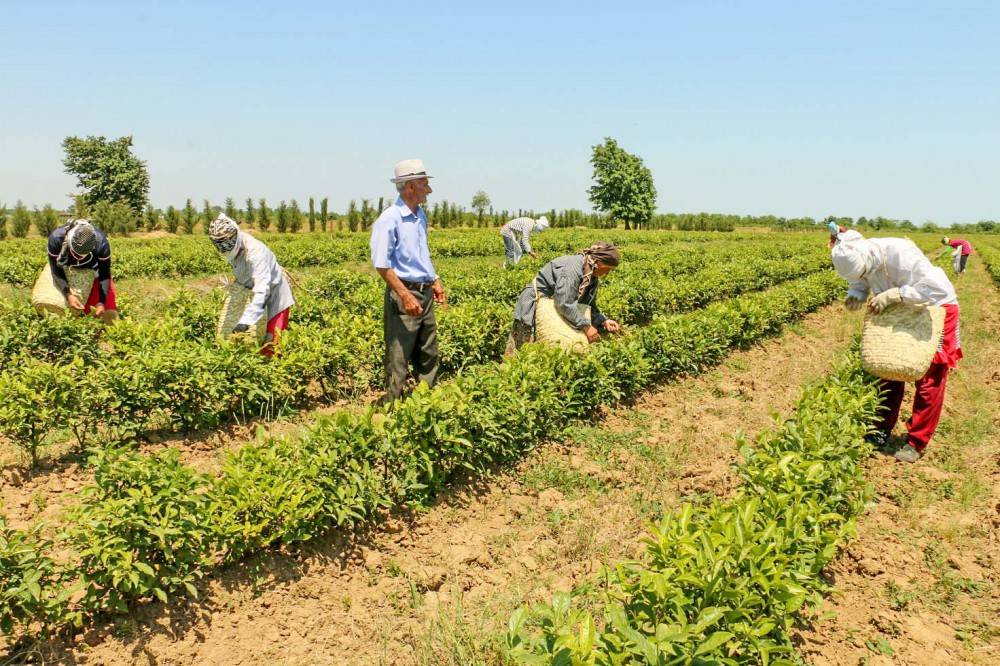 Ən çox məhsul istehsal edən rayonlar - SİYAHI