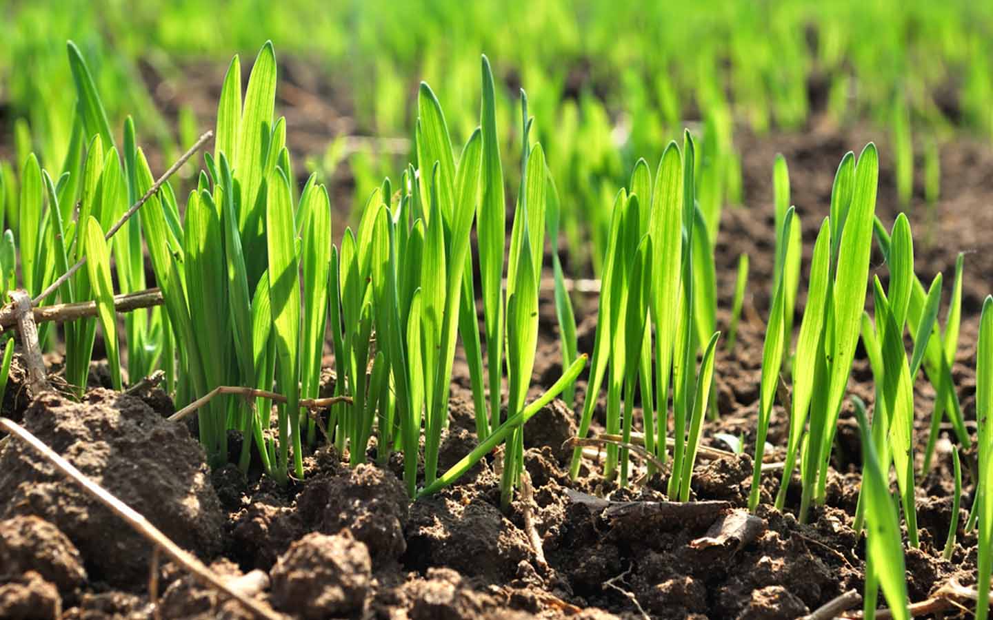 Toxumçuluq haqqında qanunvericiliyin pozulması hallarının əhatə dairəsi genişləndiriləcək