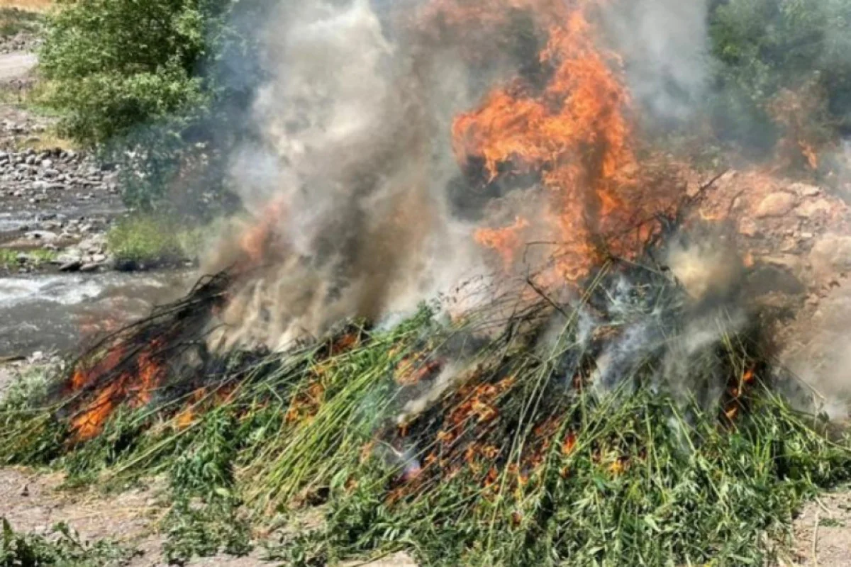 Yabanı halda bitmiş 1,3 tona yaxın çətənə kolu məhv edilib