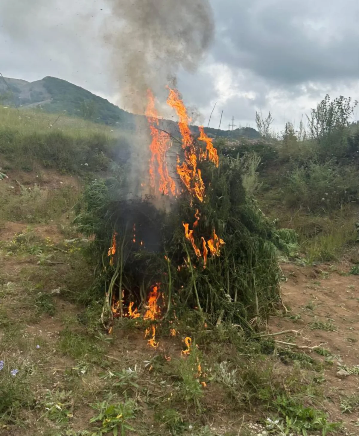 Şuşada bir ton çətənə kolu məhv edilib
