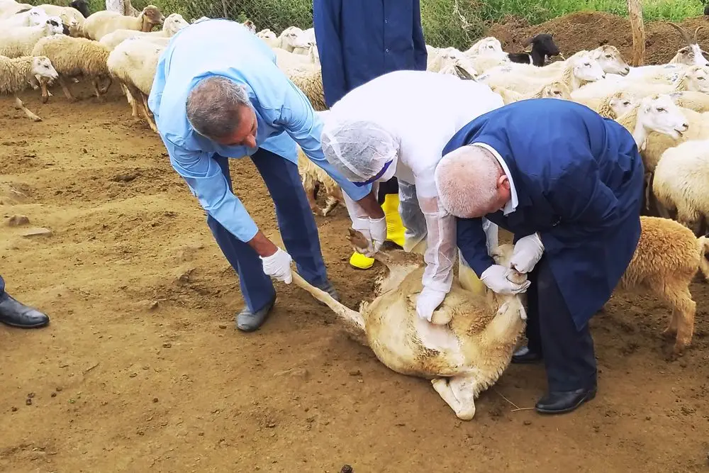 Regionlarda, yerlərdə peyvəndlənmənin aparılması üçün kifayət qədər baytar yoxdur