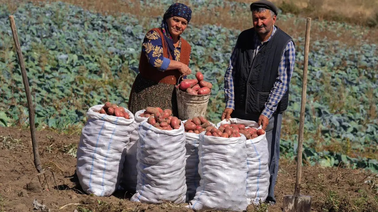 Maliyyə Nazirliyi: Kənd təsərrüfatına subsidiyalar artıb, məhsuldarlıq isə azalıb - FOTO