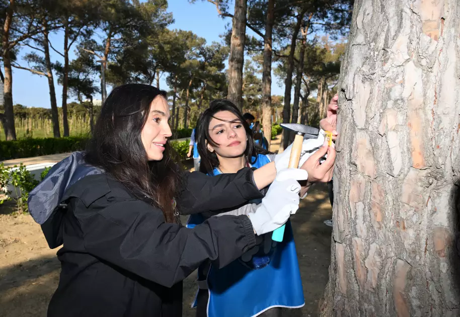 Şəhər yaşıllıqlarının inventarlaşdırılması üzrə layihənin növbəti mərhələsinə start verilib - FOTO