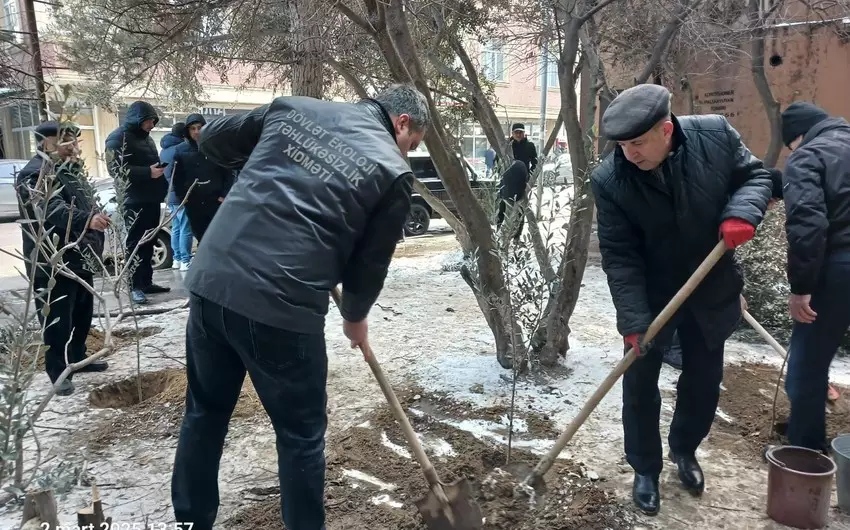 Binəqədi rayonunda ağac kəsintisi faktı aşkarlanıb - FOTO