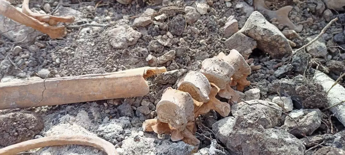 Qubadlıda sümük qalıqları aşkarlanıb