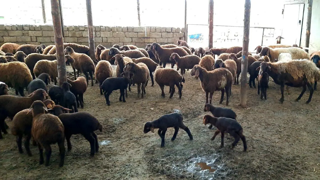 Gürcüstandan Azərbaycana heyvan idxalına məhdudiyyət qoyulacaq